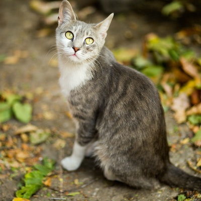 outdoors cat