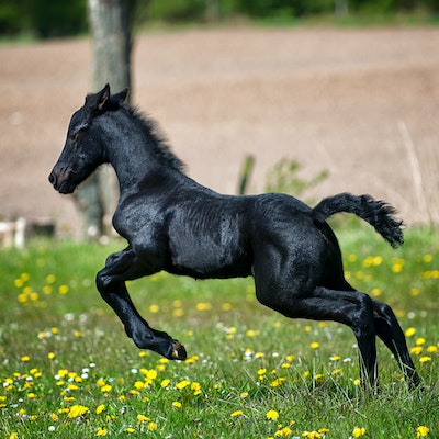black horse running