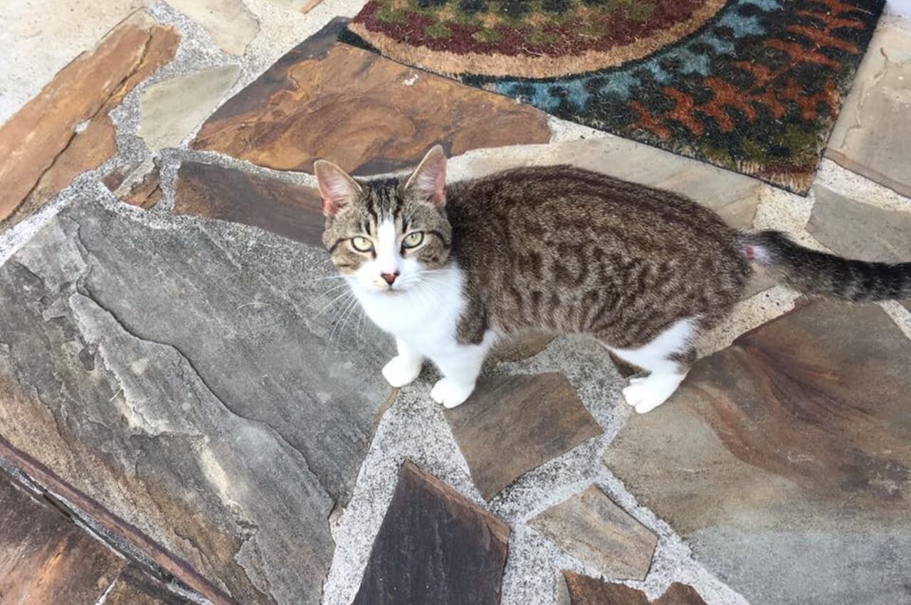 Cat standing on marble floor