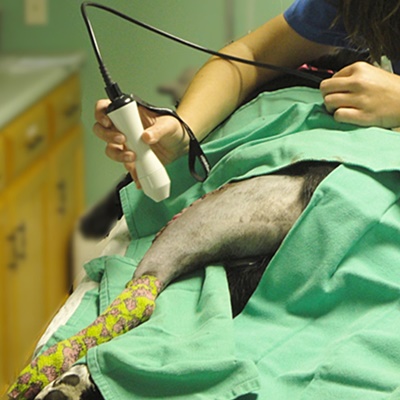 Pet laser therapy service image