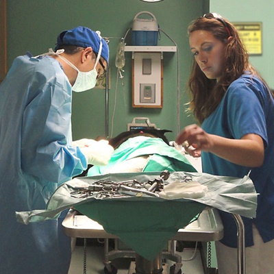 Pet surgery service image