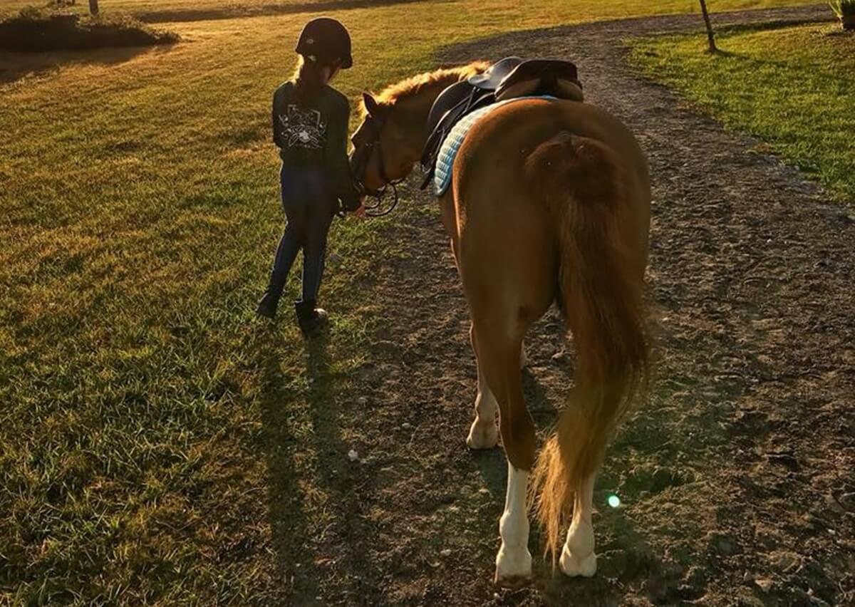 Vet taking care horse in sunlight