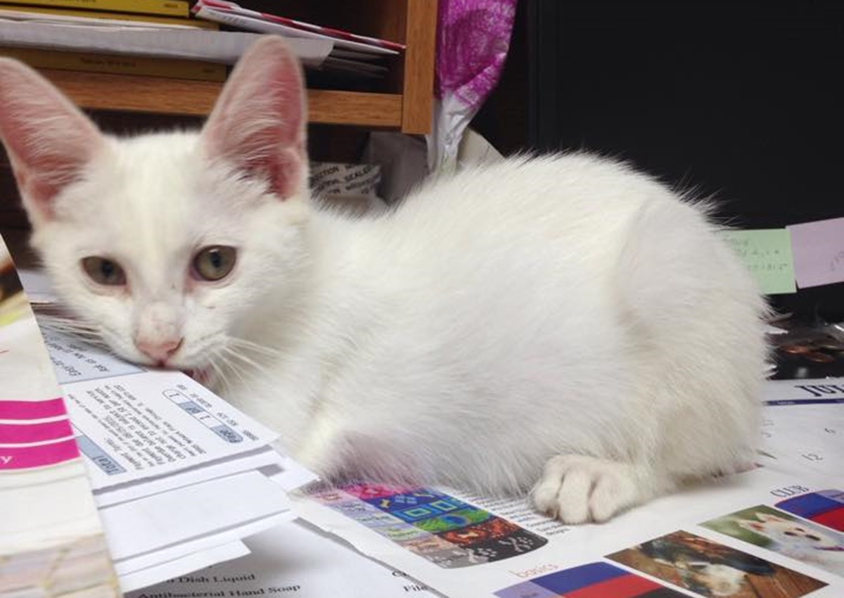 White cat lying on paper