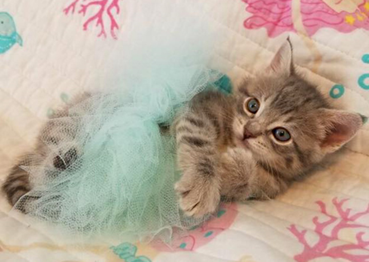 Cute kitten lying on bedsheet