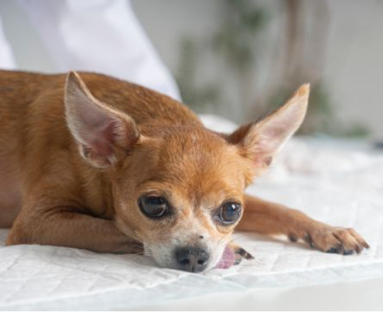 In-Home Pet Euthanasia Services in Sweetwater